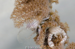 D U A L
Soft croal porcelain crab (Lissoporcellana nakas... by Irwin Ang 